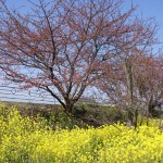 朝比奈川堤の河津桜