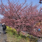 朝比奈川堤の河津桜