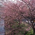 高草川沿いの寒桜