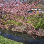 高草川沿いの寒桜