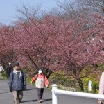 高草川沿いの寒桜