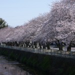 西小学校横の小石川沿い