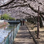 西小学校横の小石川沿い