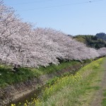 坂本高草川沿い