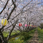 坂本高草川沿い