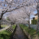 東益津石脇川沿い