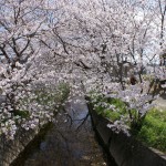 東益津石脇川沿い