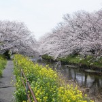 小川黒石川沿い