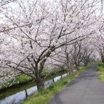 黒石小学校黒石川沿い