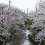 黒石小学校黒石川沿い