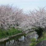 大住黒石川沿い