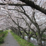 大住黒石川沿い