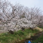 石津前の川沿い