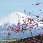 岩本山