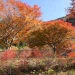 美しき紅葉